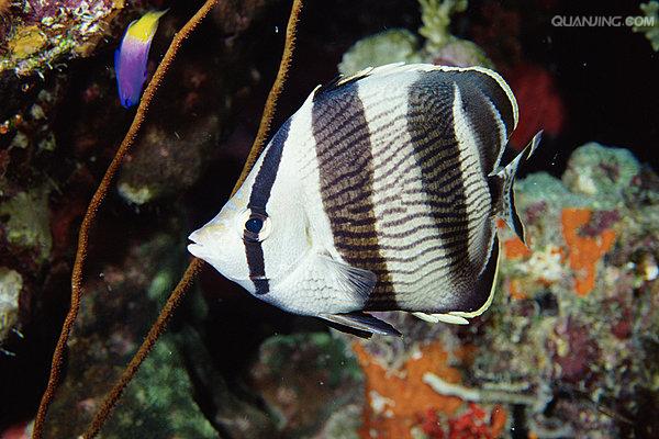  p>三带蝴蝶鱼, 为蝴蝶鱼科 a target="_blank" href="/item/蝴蝶鱼