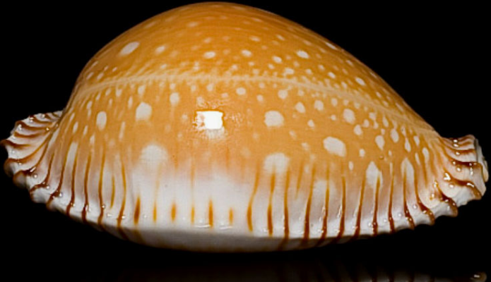 菲律宾金星宝螺