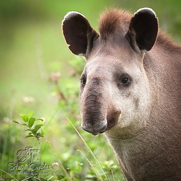 p>中美貘(拉丁学名: i>tapirus bairdii /i>),又名拜氏貘,自 a href=