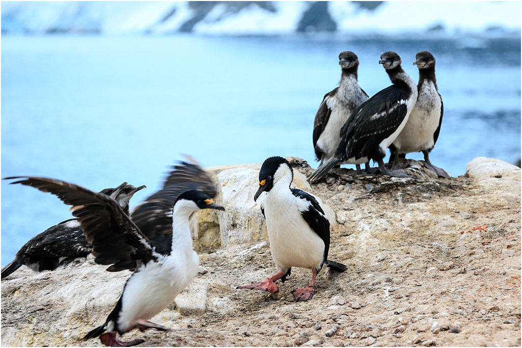 phalacrocorax atriceps