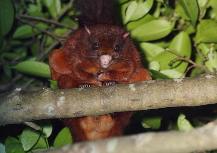  p>大赤鼯鼠,英文名formosan giant flying squirrel,属 a target="