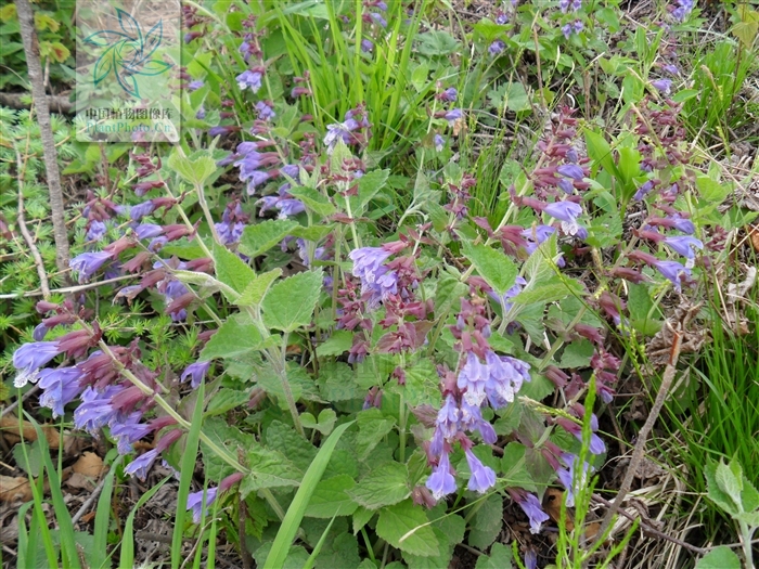  p>荨麻叶龙头草,拉丁名为meehania urticifolia (miq.