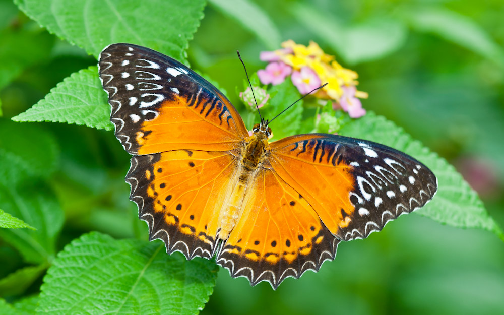  p>红锯蛱蝶( i>cethosia bibles /i> drury)为鳞翅目(lep-idopterd)