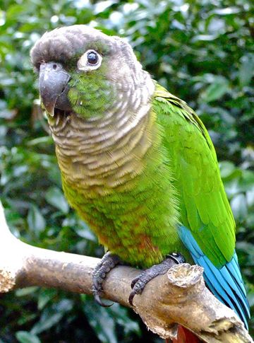 绿颊锥尾鹦鹉