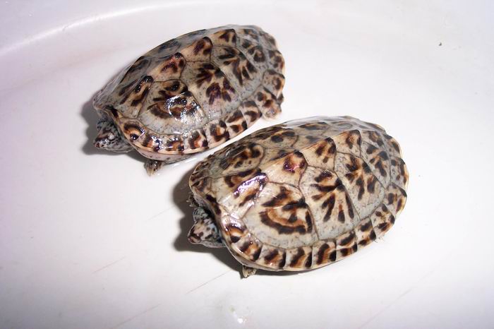 三弦巨型鹰嘴泥龟