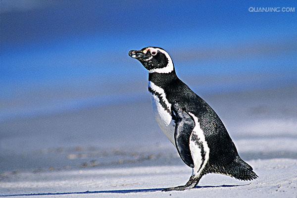 spheniscus magellanicus