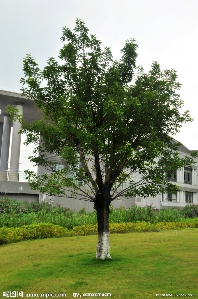 ficus microcarpa linn. f.