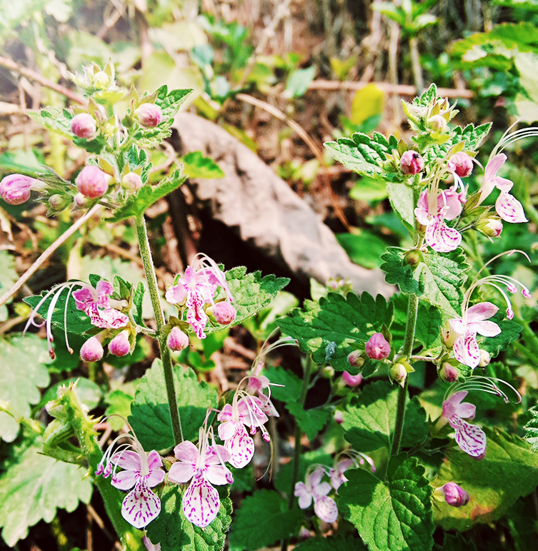  p> b>秦岭香科科 /b>(学名: b> i>teucrium tsinlingense /i> /b>)