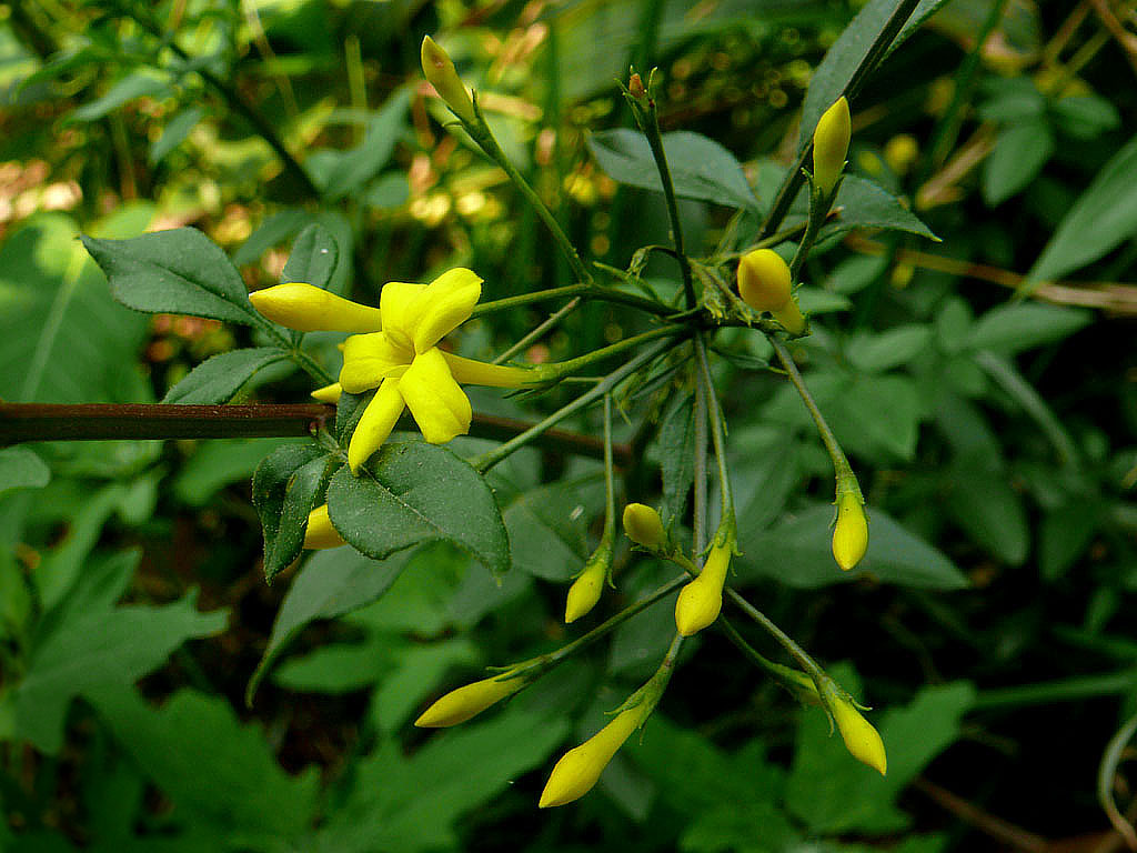  p>珍珠花属,学名: i>lyonia nutt /i>,是 a href="#" data-lemmaid="