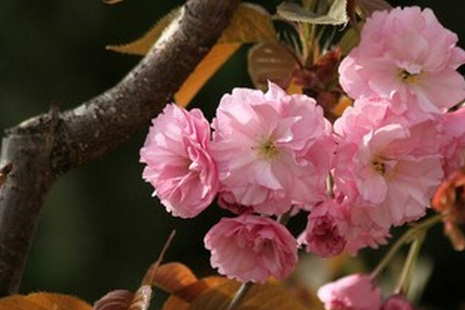 樱花树先开花后长叶子_百科TA说