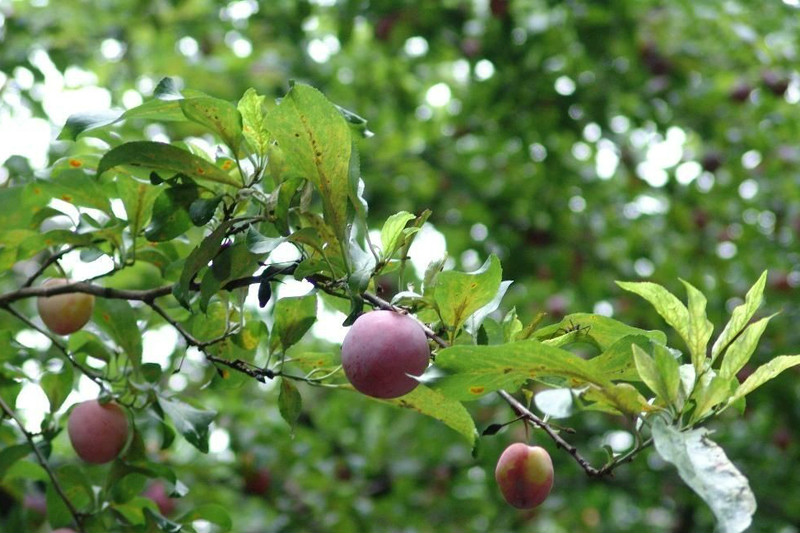  p>毛叶欧李(学名: i>cerasus dictyoneura /i>  (diels) yu et l): a