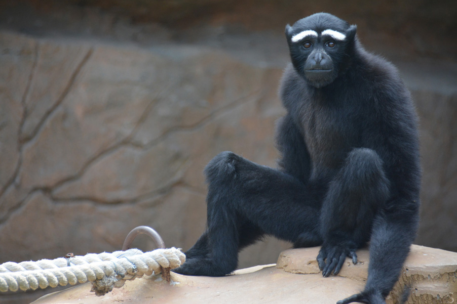 东部白眉长臂猿