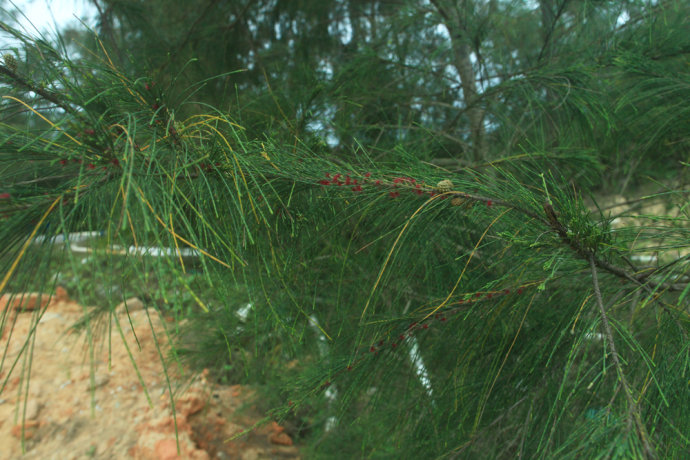  p>木麻黄属(学名:casuarina adans)属于 a href="#" data-lemmaid="