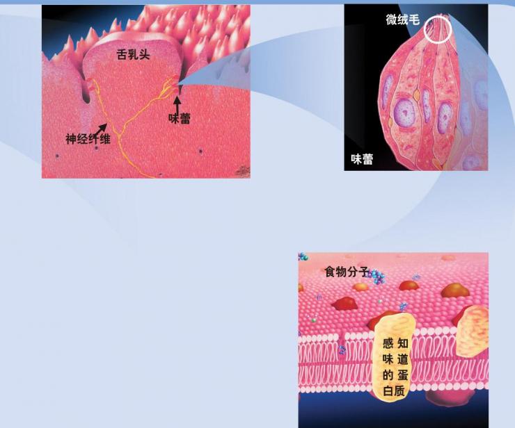  p>味觉器官—— a target="_blank" href="/item/味蕾/3244290" data