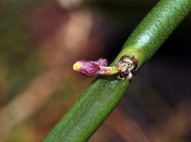  p>管叶牛角兰(学名: i>ceratostylis subulata /i>  bl.