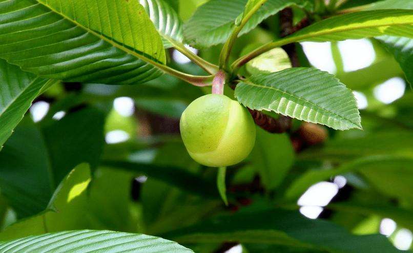  p>五桠果属,约60种,分布于亚洲热带地区,少数到达印度洋西部的