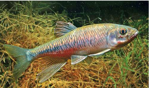 urus /i> (günther, 1868)是 a href="#">鲤科 /a>异鱲属的一种鱼类