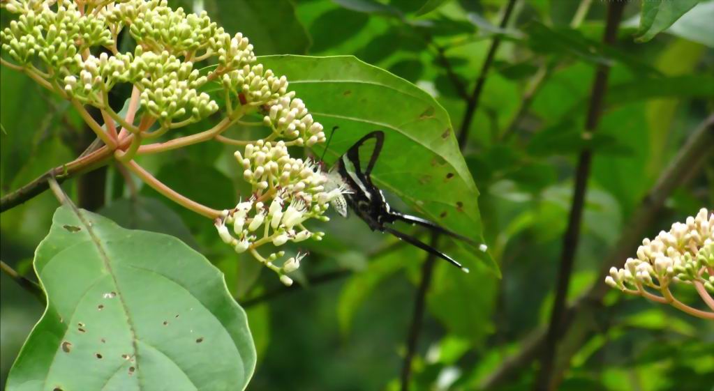  p>水红木(学名: i>viburnum cylindricum /i> buch. -ham. ex d.