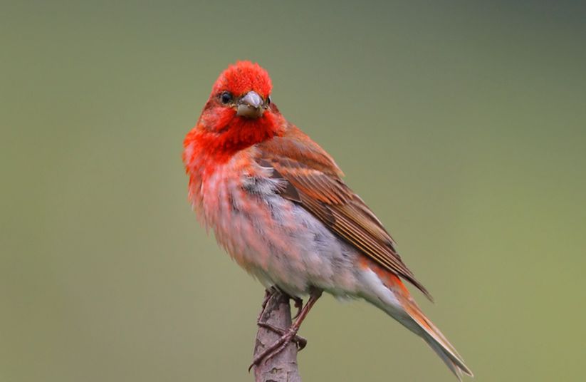  p>普通朱雀(学名: i>carpodacus erythrinus /i>):是鸟纲, a target=