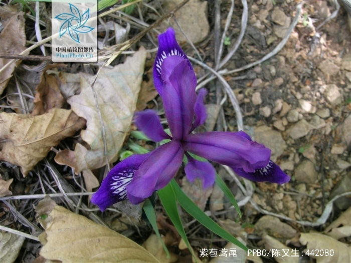  p>紫苞鸢尾(学名: i>iris ruthenica /i>  ker gawl.