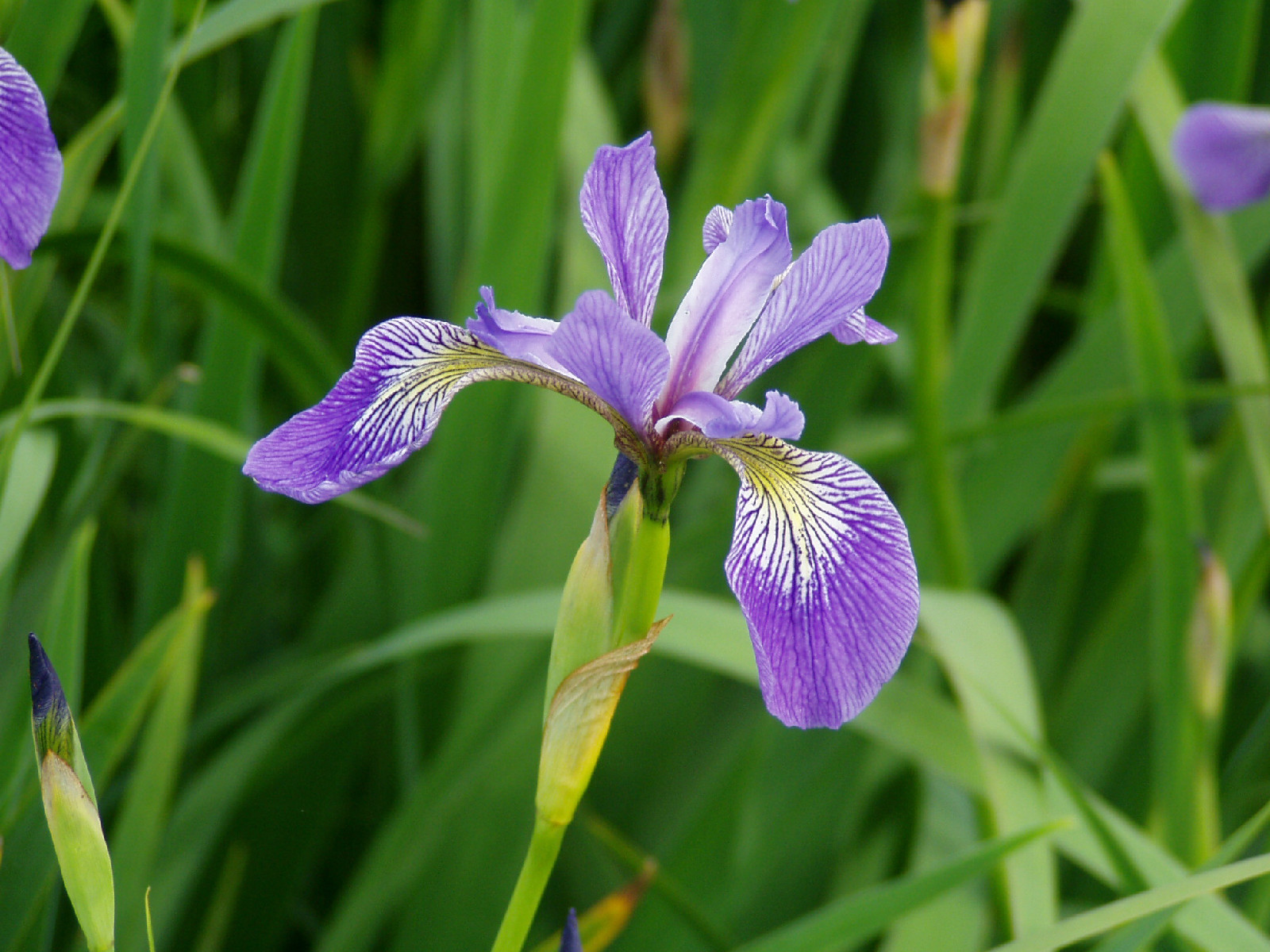 iris versicolor l.