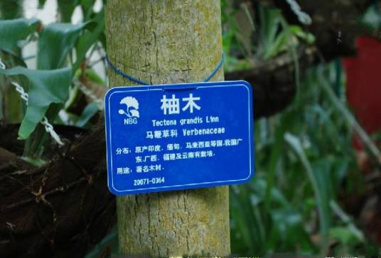 柚木种源8028_百度百科