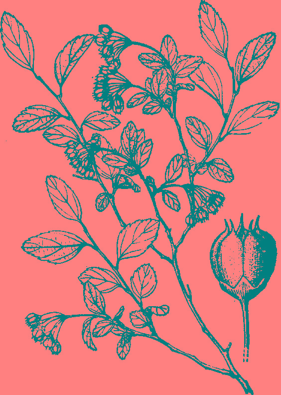  p>美丽绣线菊(学名: i>spiraea martinii /i> levl.