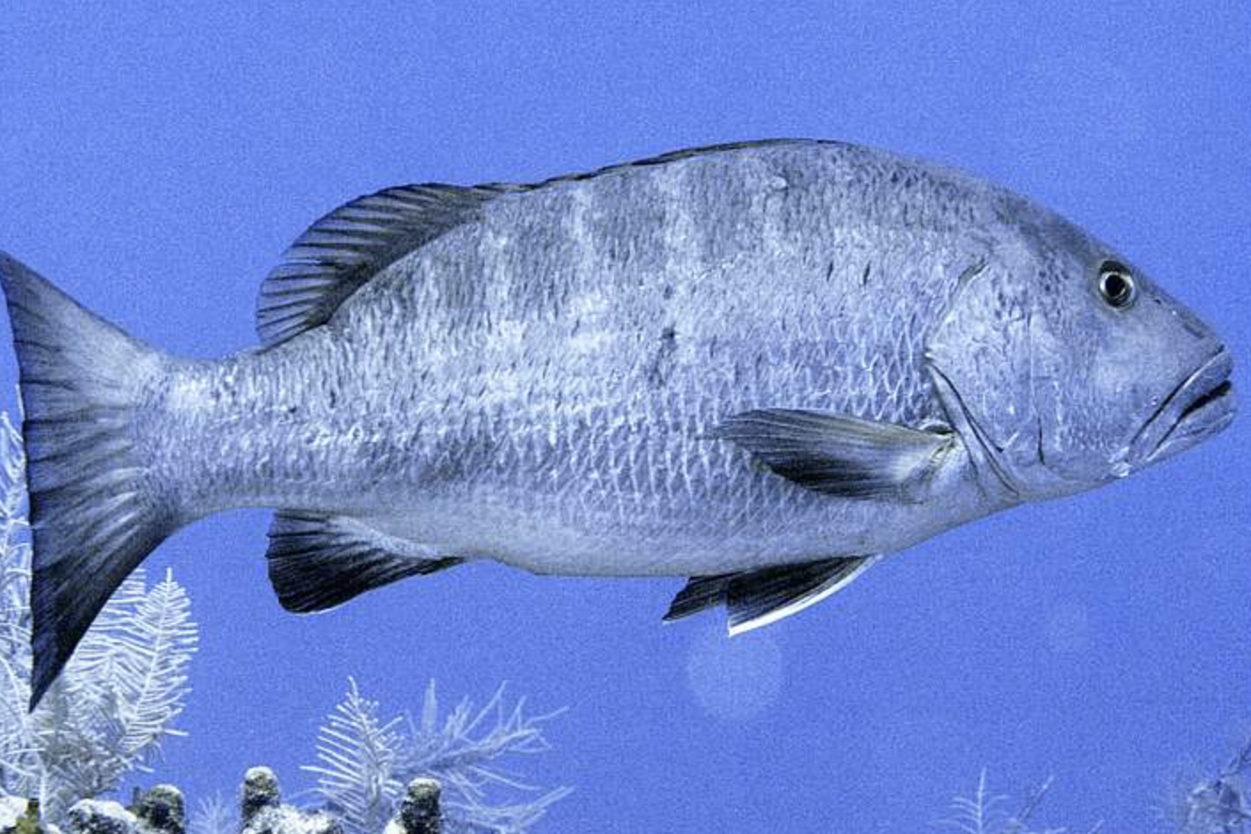 蓝鳍笛鲷