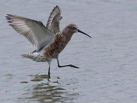  p>弯嘴滨鹬(学名: i>calidris ferruginea /i>)是 a href="#" data