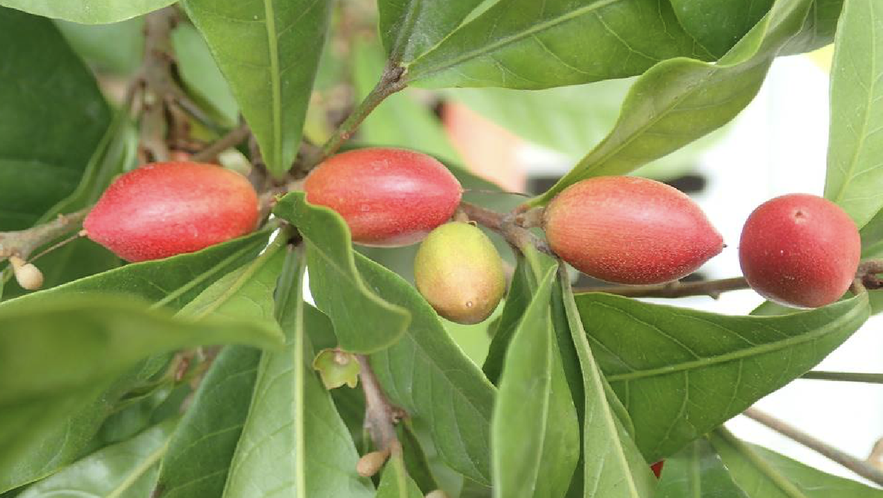 daniell)是山揽科神秘果属植物,多年生常绿灌木,树高3-4.