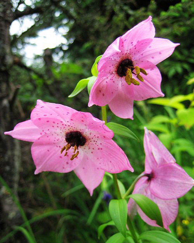 nomocharis forrestii balf. f.