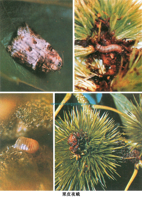 characoma ruficirra hampson