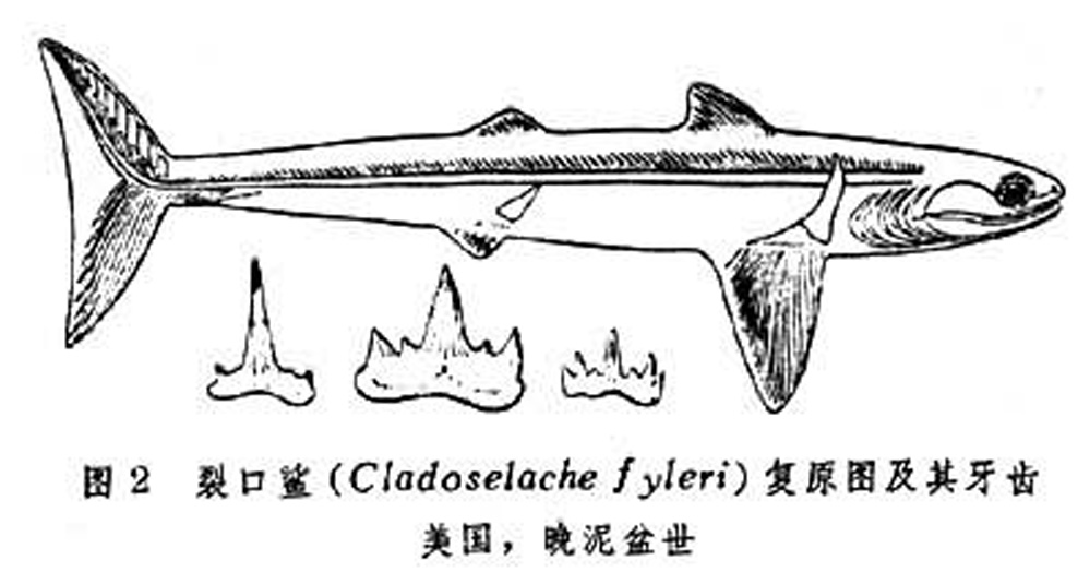  p>裂口鲨( a href="#" data-lemmaid="8074290">学名 /a> i>cladose