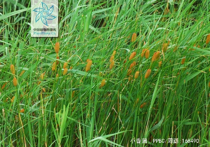  p>小香蒲(学名: i>typha minima /i>  funck),是 a target="_blank"