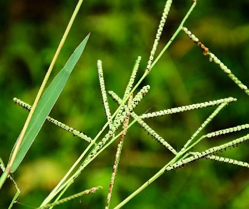  p>鸭乸草(学名: i>paspalum scrobiculatum /i> l.