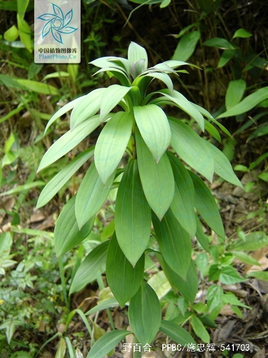  p>野百合(学名: i>lilium brownii /i>  f.e.br.