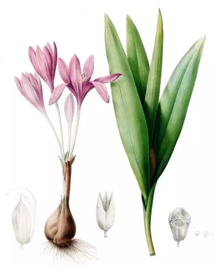 秋水仙 花如其名 秋风起处惹人怜 百科ta说