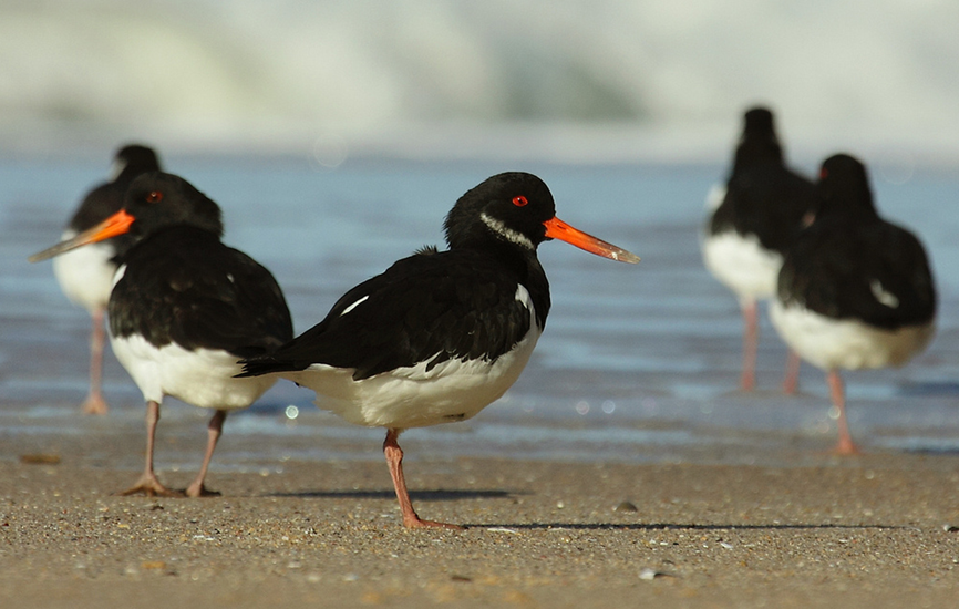 (拉丁名: i>haematopus ostralegus /i>)是中型涉禽,体羽以纯黑色或黑
