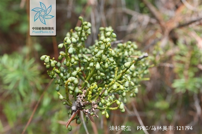  p>油杉寄生(学名: i>arceuthobium chinense /i>),为桑寄生科油杉