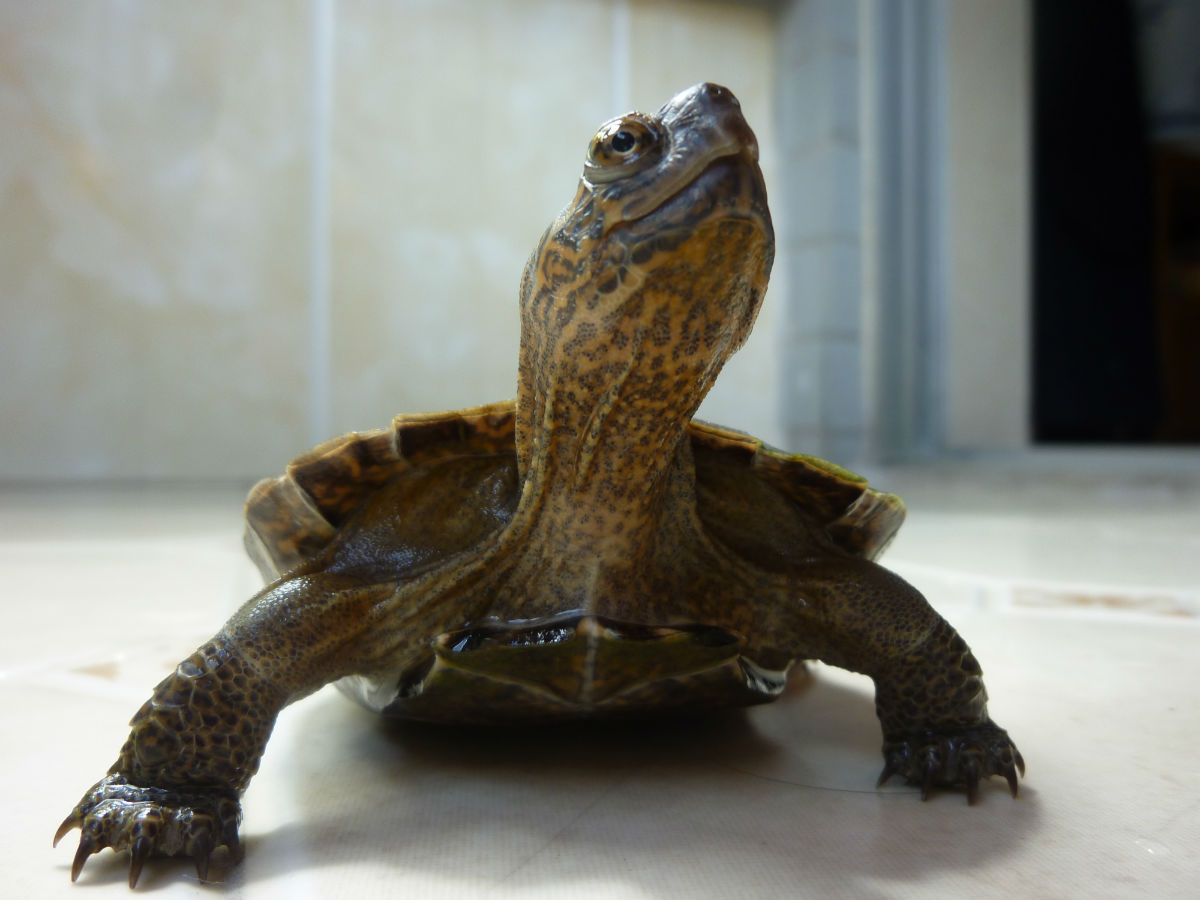  p>亚洲巨龟(学名: i>heosemys grandis /i>)是地龟科,东方龟属动物.