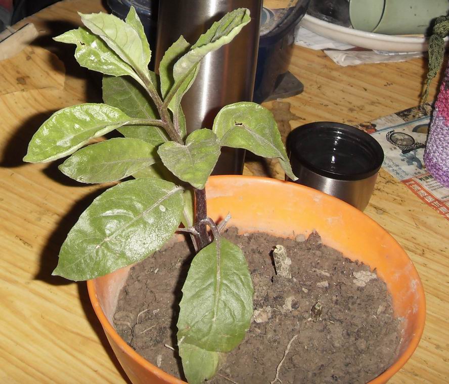 金鸡毛草