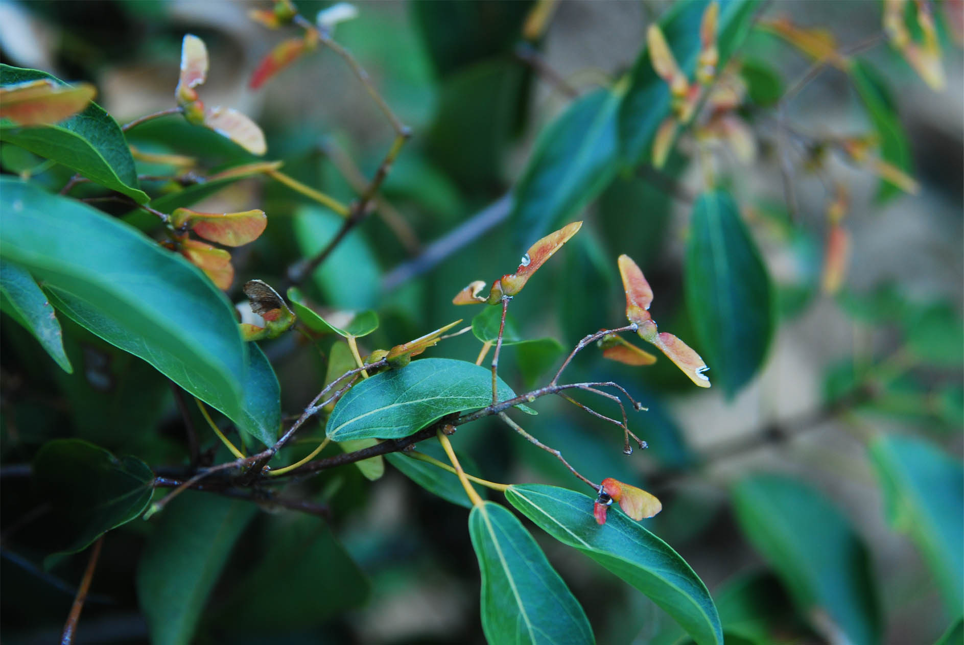  p>飞蛾槭(学名: i>acer oblongum  /i>wall. ex dc.