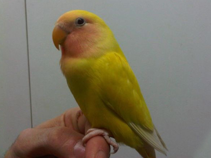  p>桃脸牡丹鹦鹉(学名: i>agapornis roseicollis /i>):体长一般在15