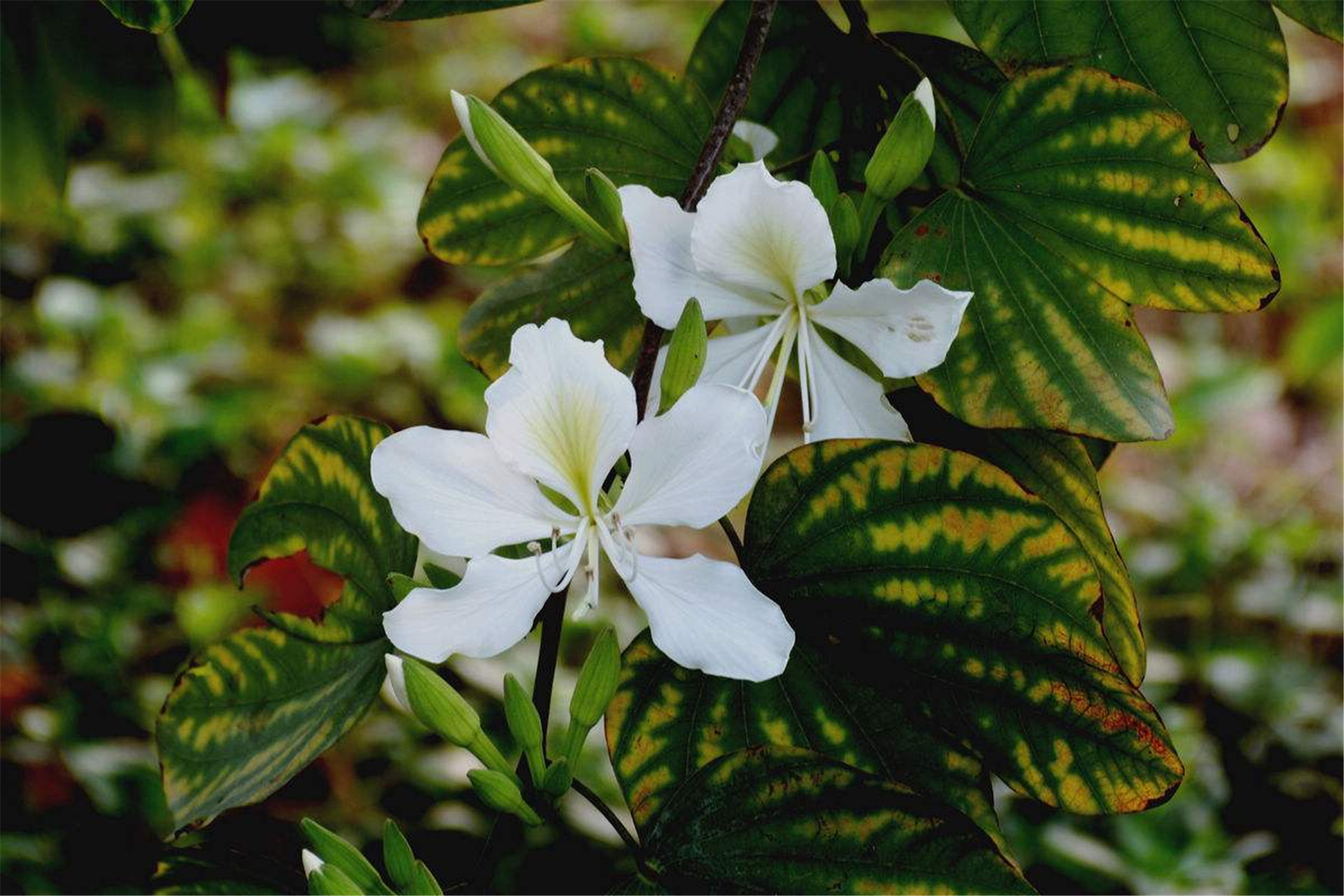  p>白花羊蹄甲(学名: i>bauhinia  /i> i>acuminata /i> i>  /i>l.