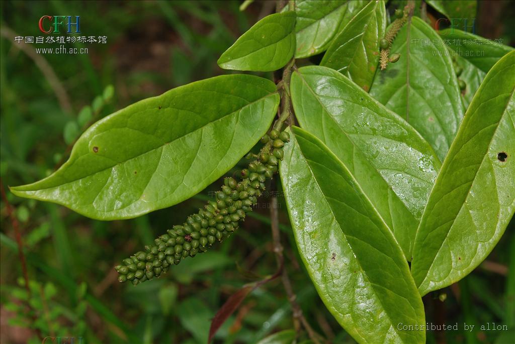 五月茶属,是 a href="#" data-lemmaid="229183">双子叶植物纲 /a>