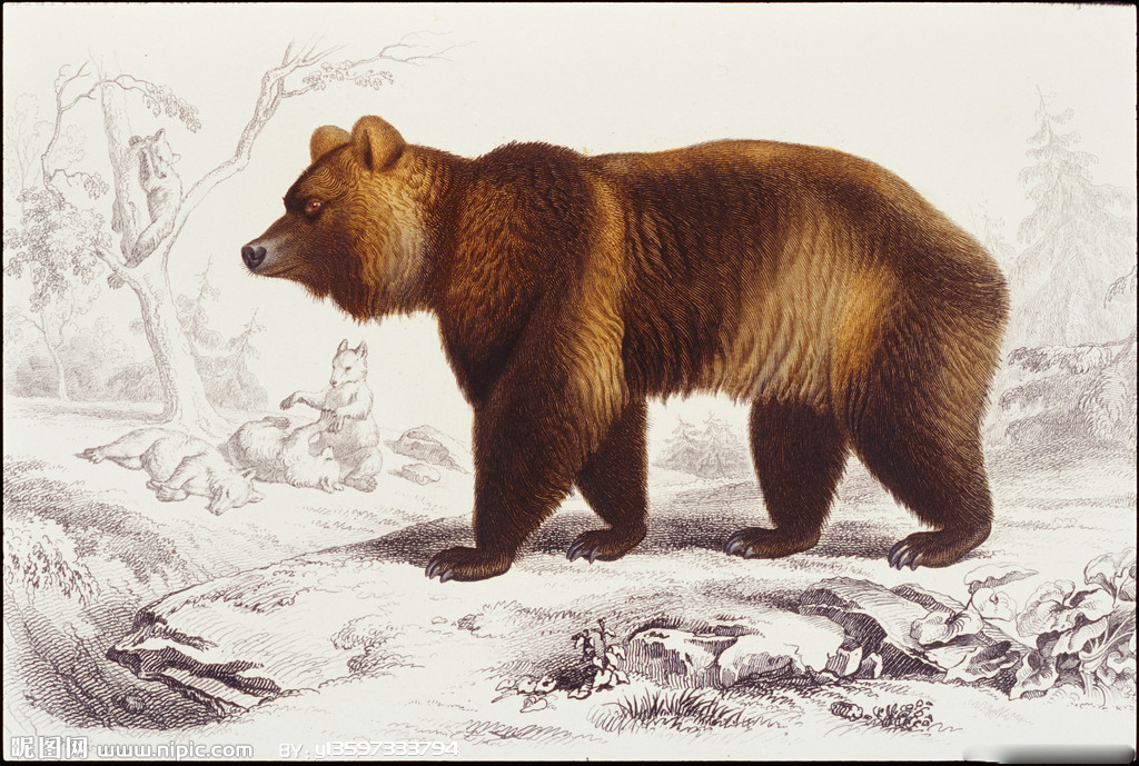  p>阿特拉斯棕熊(学名:ursus arctos crowtheri)是 a target="_blank"