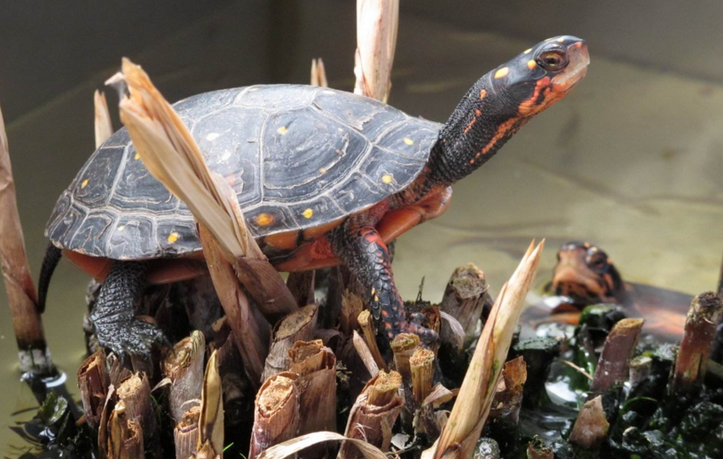  p>水龟属(clemmys),水龟科(emydidae)一属.