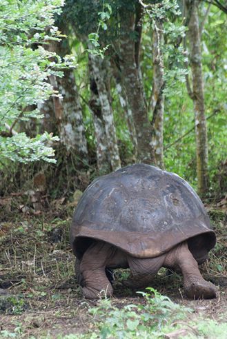 galapagos giant tortoise