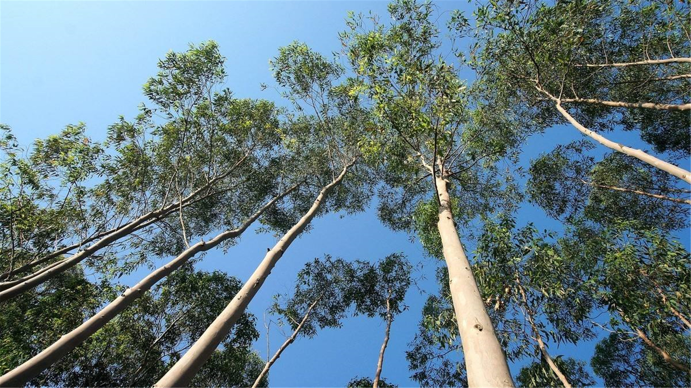  p>世界上最高的树——杏仁桉,在 a target="_blank" href="/item