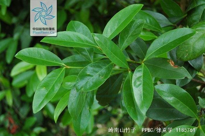 carcinia oblongifolia ghamp